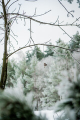 snow covered pine tree