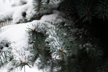 Naklejka na ściany i meble branches covered with snow