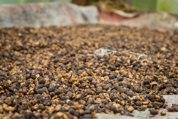 Café costa rica, café tostado