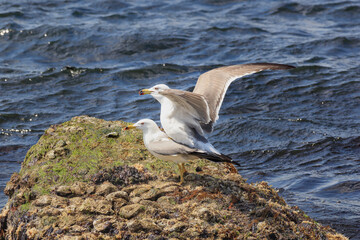 A pair of black-tailed gulls mating on a reef