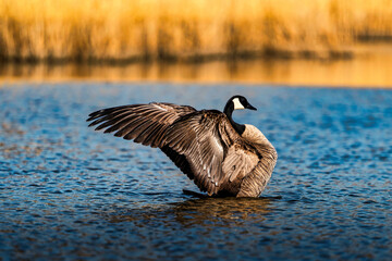 A Canada goose stretches its wings in the sun on a lake