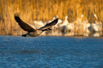 Naklejka premium Canada goose flying over a pond with pelicans in the background