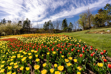 A flowerbed of tulips in a park on a Spring day