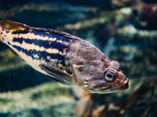 Closeup shot of a Marlier's Julie in an aquarium