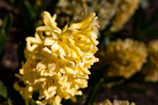 A Yellow Hyacinth In The Spring Flowerbed