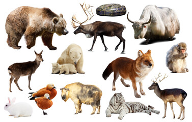 Fototapeta premium Set of various asian isolated wild animals including birds, mammals, reptiles and insects