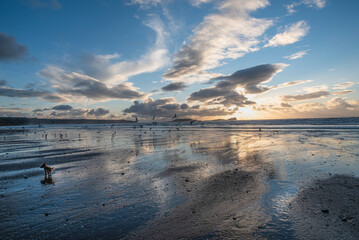Dog walking at Llangennith, Swansea, Gower.