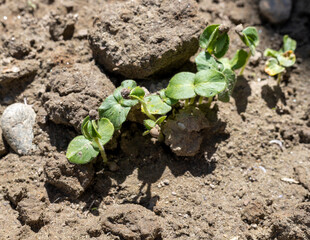 Okra or landyfinger seeds sprout in a field