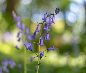 Bluebells