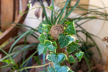 English ivy plant in pot closeup with selective focus