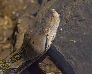 Closeup of a Reticulated python on the rocks under the sunlight with a blurry background