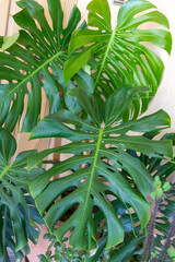 Monstera palm or split-leaf philodendron plant leaves closeup © GreenThumbShots
