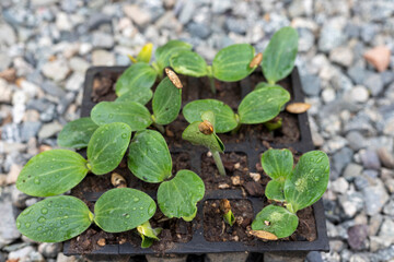 Vegetable seeds sprout in a seedling tray