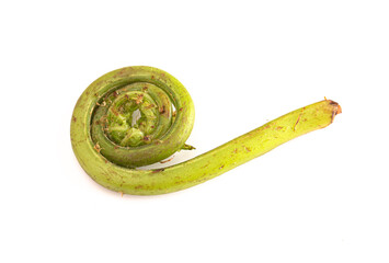 Fresh Fiddlehead or Ostrich Fern Isolated on a White Background