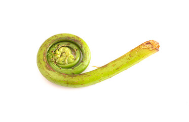 Fresh Fiddlehead or Ostrich Fern Isolated on a White Background