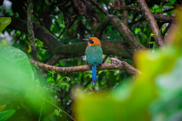 Aves Costa Rica