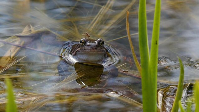 A big frog looks out of the pond water. A mosquito sucks blood from her head.