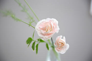 Ikebana flower arrangement in white room in Japan