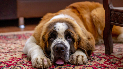 Adorable saint bernard dog laying in the living room - Powered by Adobe