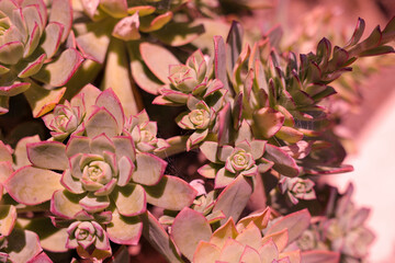 close up of pink cactus