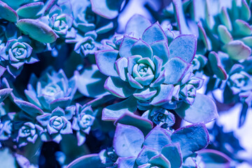 blue flower background