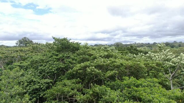 flying drone through forest canopy of madre de dios manu national park