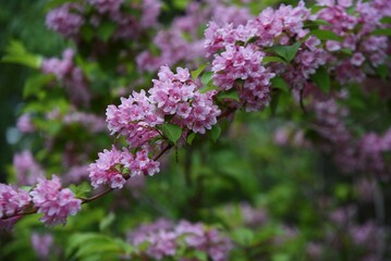 Japanese weigela (Weigela hortensis) flowers in full bloom in the Japanese-style garden. Caprifoliaceae deciduous shrub. The pink funnel-shaped flowers bloom from May to July.