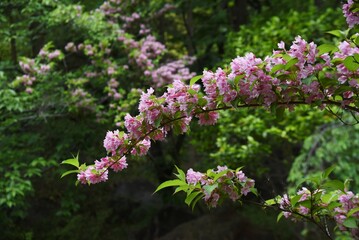 Japanese weigela (Weigela hortensis) flowers in full bloom in the Japanese-style garden. Caprifoliaceae deciduous shrub. The pink funnel-shaped flowers bloom from May to July.