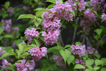 Fototapeta na wymiar Japanese weigela (Weigela hortensis) flowers in full bloom in the Japanese-style garden. Caprifoliaceae deciduous shrub. The pink funnel-shaped flowers bloom from May to July.