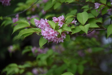Japanese weigela (Weigela hortensis) flowers in full bloom in the Japanese-style garden. Caprifoliaceae deciduous shrub. The pink funnel-shaped flowers bloom from May to July.