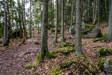 stone path. beautiful forest and fresh air. walk along the trail through the forest