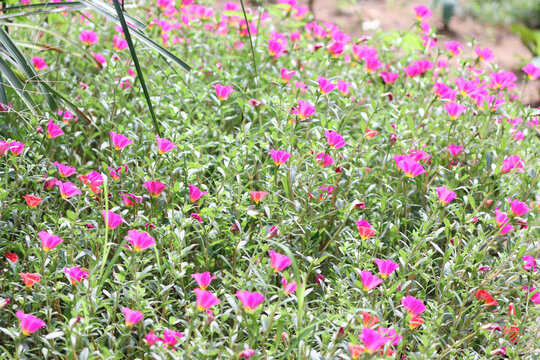 Pink moss-rose flowers in a garden
