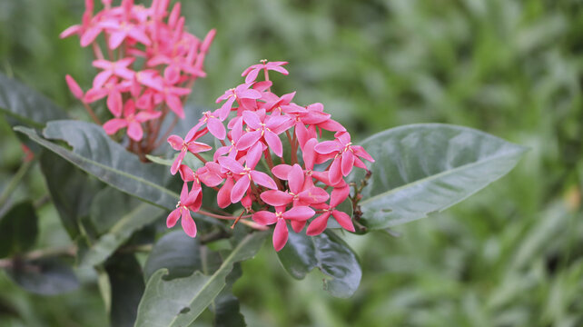 Closeup shot of pink blooming ixoria