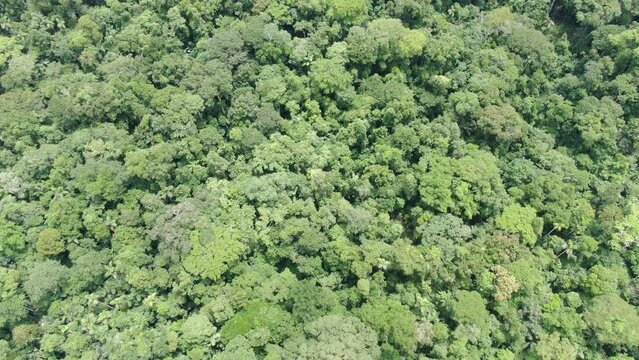 drone view of manu national park and its rainforest