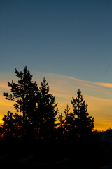 Fototapeta premium sunset in the forest