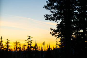 sunset in the forest