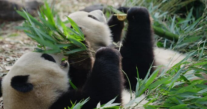 giant panda eating bamboo