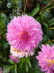 Flower Closeup