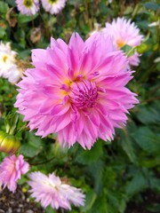 Fototapeta premium Flower Closeup