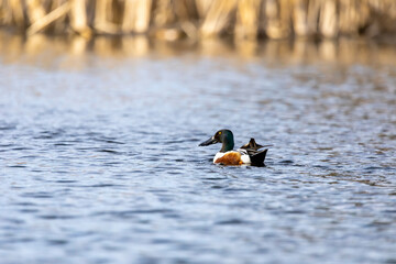 Male northern shoveler ( Spatula clypeata) on the lake. Duck with highly specialized bill to forage for aquatic invertebrates