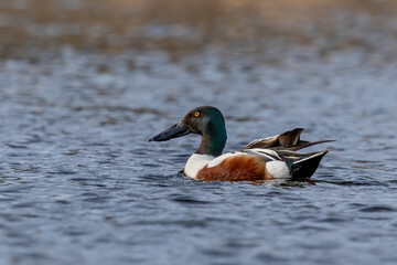 Male northern shoveler ( Spatula clypeata) on the lake. Duck with highly specialized bill to forage for aquatic invertebrates