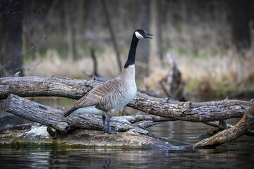 The Canada goose (Branta canadensis) on the lake shore © Denny