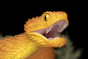 Venomous Bush Viper showing fangs