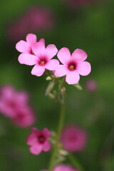 Fototapeta premium 畑に咲く野花