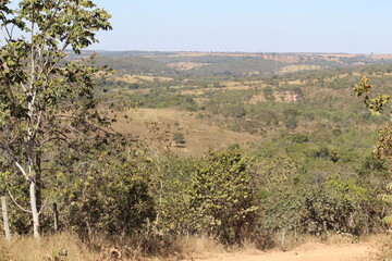 trees in region