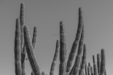 cactus ribbons