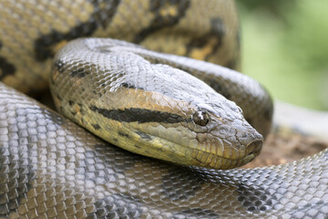 Close up of a large Green Anaconda snake - obrazy, fototapety, plakaty