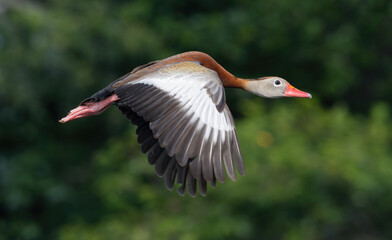 Black-bellied whistling duck during the flight