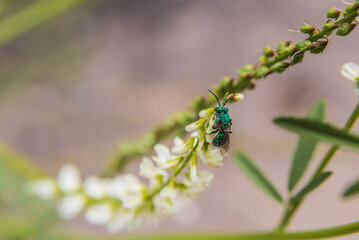 Close-up of greenfly, blow fly, on a white flower of a green plant. Bottle fly or carrion fly,...