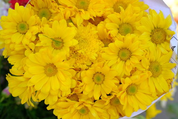 Chrysanthemum flowers - Yellow chrysanthemum flowers in garden on blur background. close-up of yellow chrysanthemum flower details